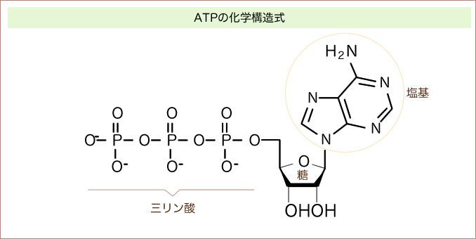 図：ATPの化学構造式