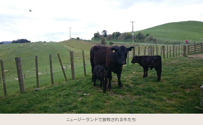 ニュージーランドで放牧される牛たち