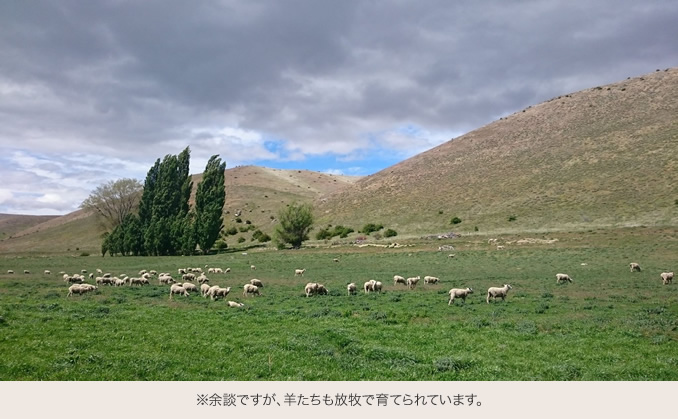 ※余談ですが、羊たちも放牧で育てられています。