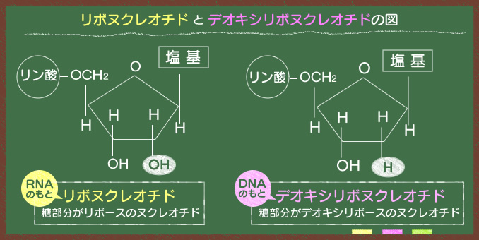 RNAのもと「リボヌクレオチド」。糖部分がリボースのヌクレオチド。DNAのもと「デオキシリボヌクレオチド」。糖部分がデオキシリボースのヌクレオチド。