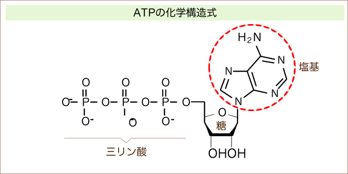 図：ATPの化学構造式