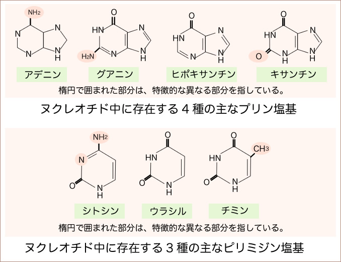 ヌクレオチド中に存在する４種の主なプリン塩基：アデニン、グアニン、ヒポキサンチン、キサンチン。ヌクレオチド内に存在する３種の主なピリミジン塩基：シトシン、ウラシル、チミン