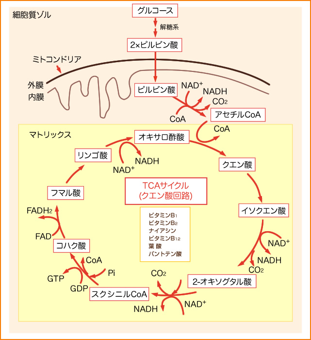 図：TCAサイクル（クエン酸回路）
