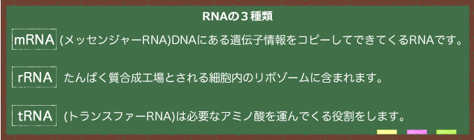 １．ｍRNA（メッセンジャーRNA）：DNAにある遺伝子情報をコピーして出来るRNAです。２．rRNA：たんぱく質合成工場とされる細胞内のリボゾームに含まれます。３．tRNA（トランスファーRNA）：必要なアミノ酸を運んでくる役割をします。