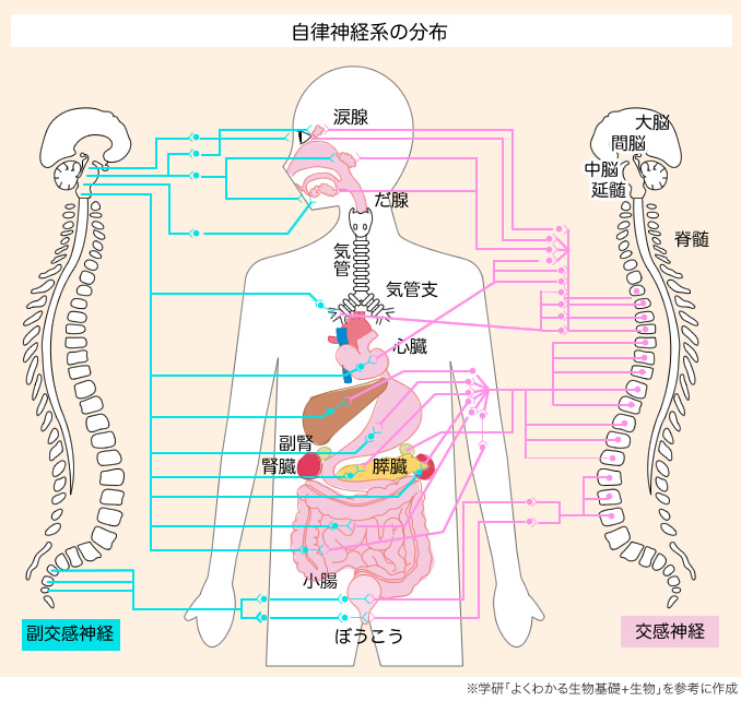 図：自律神経系の分布