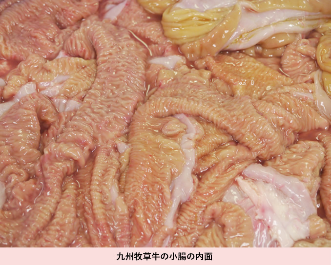 九州牧草牛の小腸の内面