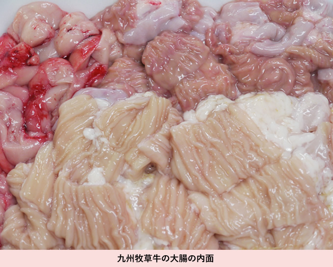 九州牧草牛の大腸の内面